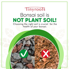 Bonsai Outlet Tinyroots soil texture close-up, showing airy granules for drainage and moisture retention.