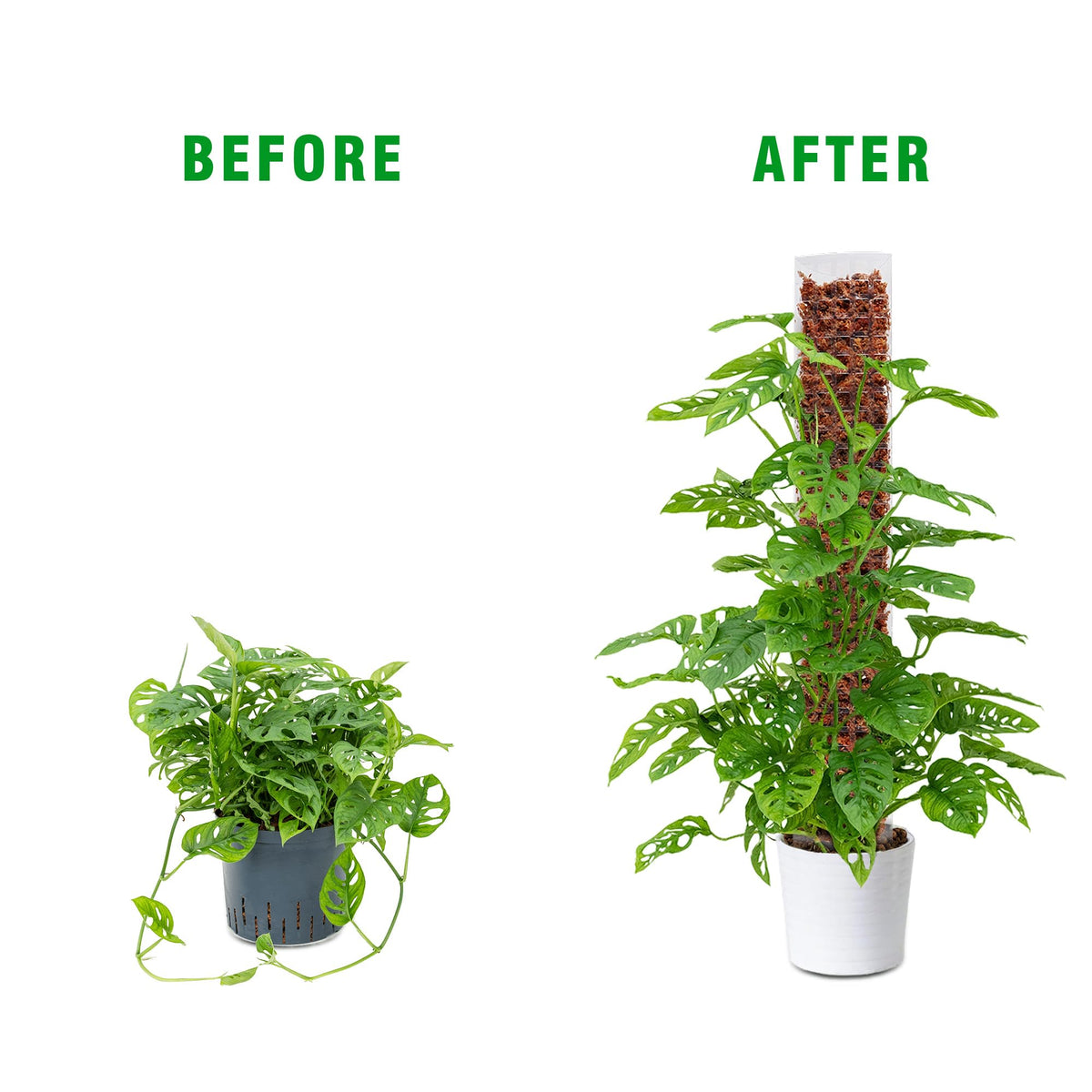 Bonviee moss pole in pot setup demonstrates easy installation and support