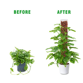 Bonviee moss pole in pot setup demonstrates easy installation and support