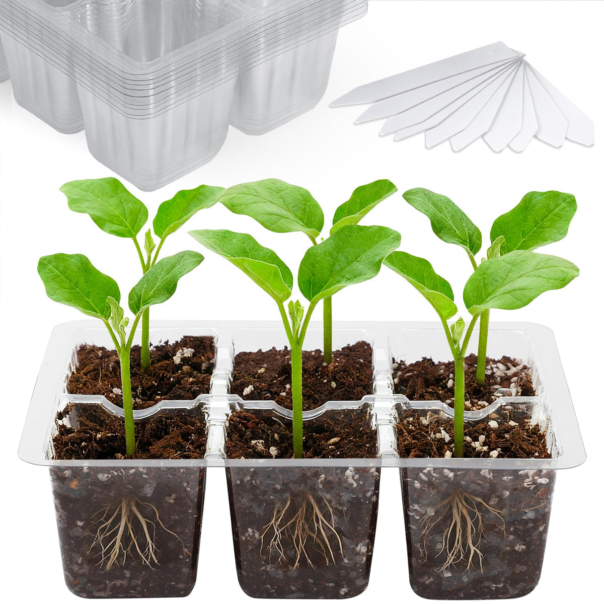 Bonviee seed starter tray with 6 clear cells for root viewing.