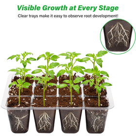 Bonviee seed starter tray clear design allows easy root monitoring.
