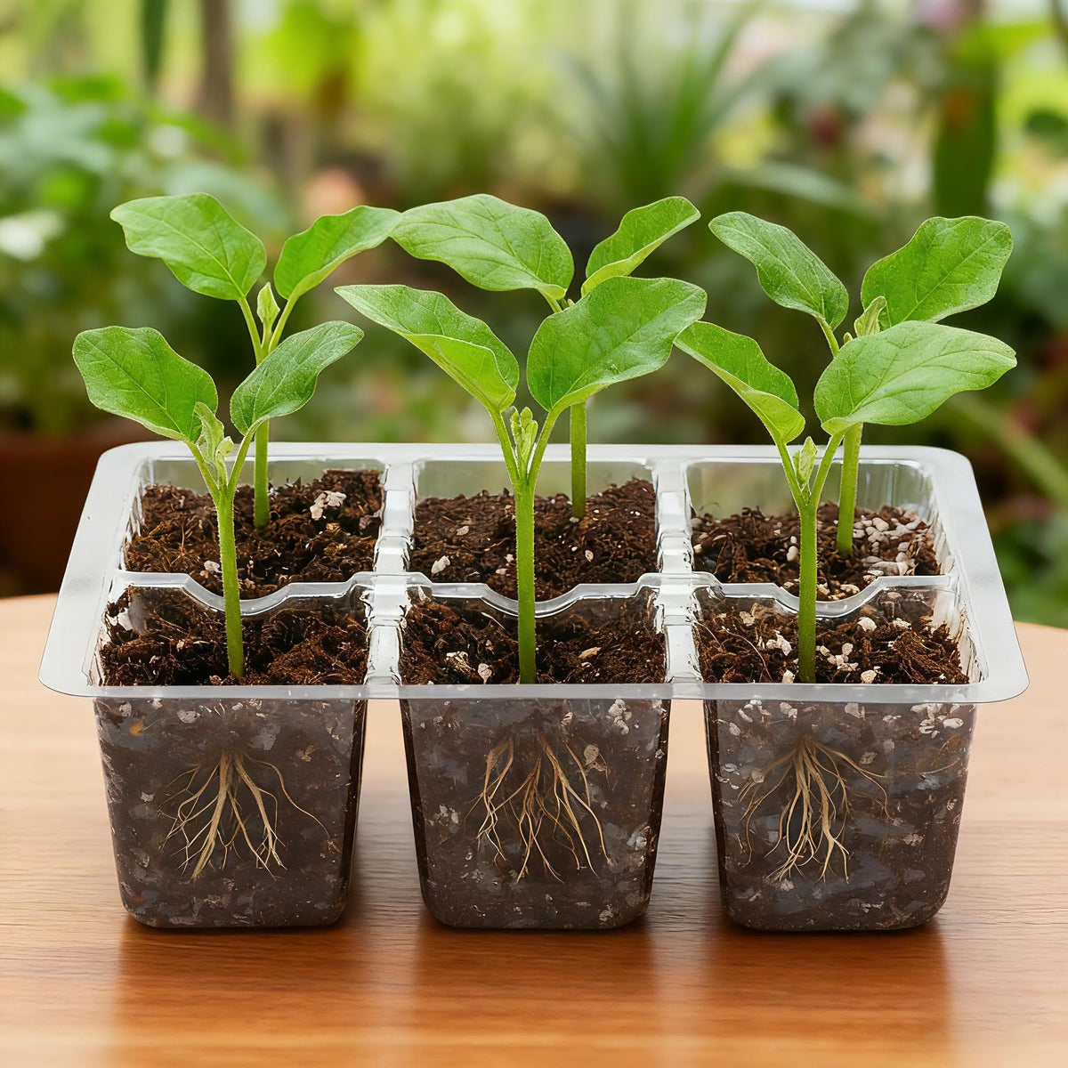 Bonviee seed starter tray stacked to save space in a growing area.