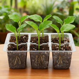 Bonviee seed starter tray stacked to save space in a growing area.