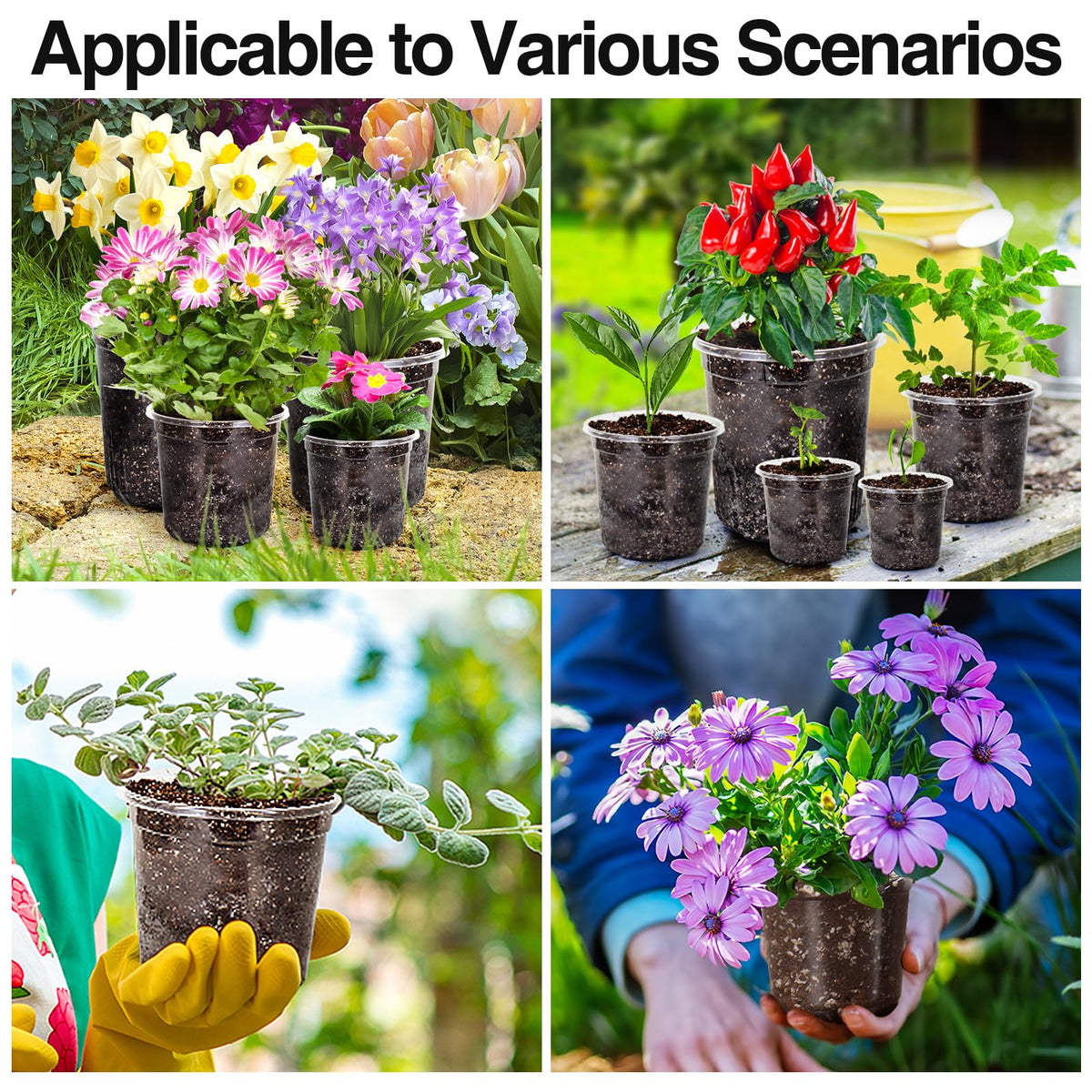 Bonviee transparent seed starter pots brighten indoor planting setups.