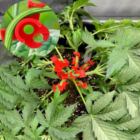 Booge plant-training clips close-up guiding new growth gently