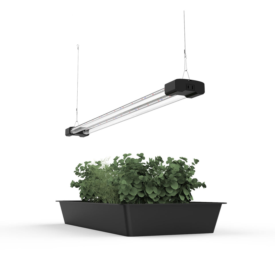BoostGro 3ft LED grow light over succulent terrarium delivers balanced full-spectrum brightness.