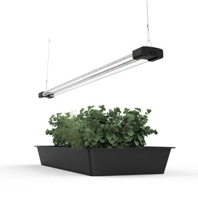 BoostGro 4ft LED grow light over succulent terrarium providing balanced spectrum for healthy growth