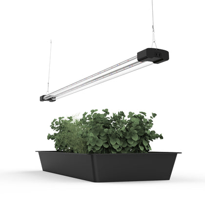 BoostGro 4ft LED grow light over succulent terrarium providing balanced spectrum for healthy growth