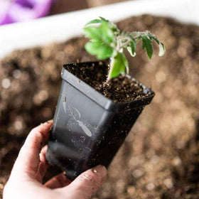 Bootstrap Farmer seedling pots showing 1/4-inch drainage holes for controlled watering.