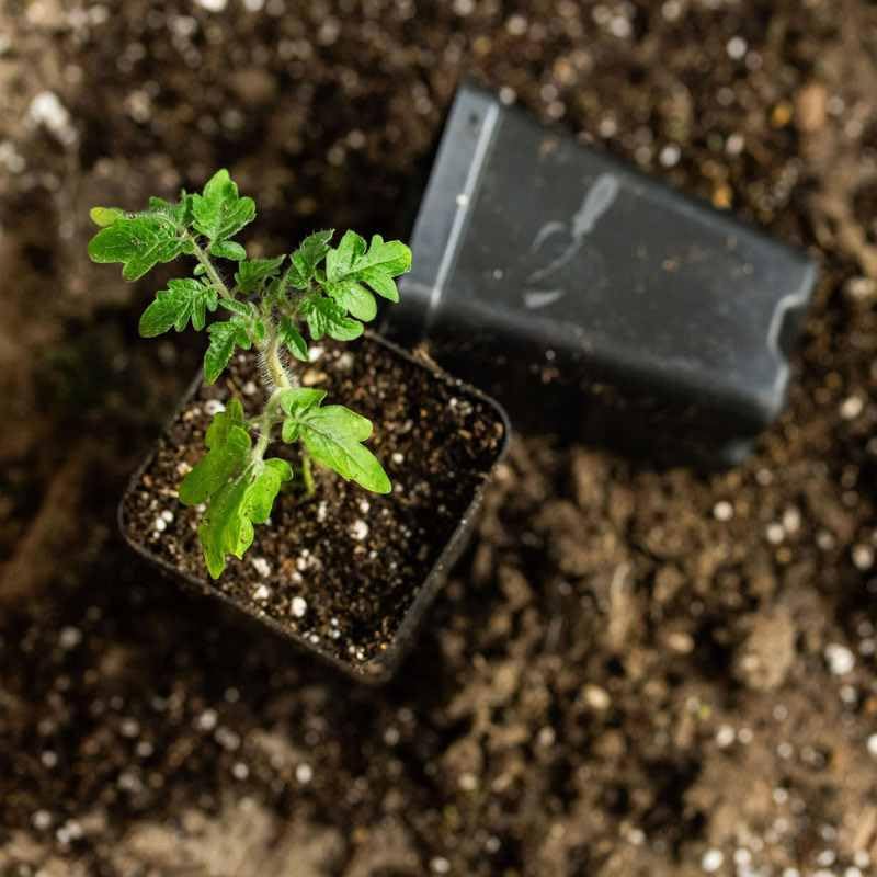 Bootstrap Farmer seedling starter pots in a tray, reusable and compatible with 32-plant systems.