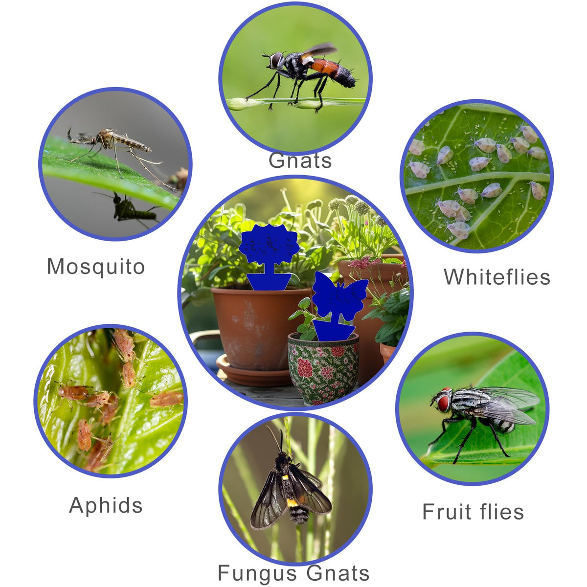 Boromine fungus gnat trap designed for both indoor and outdoor use