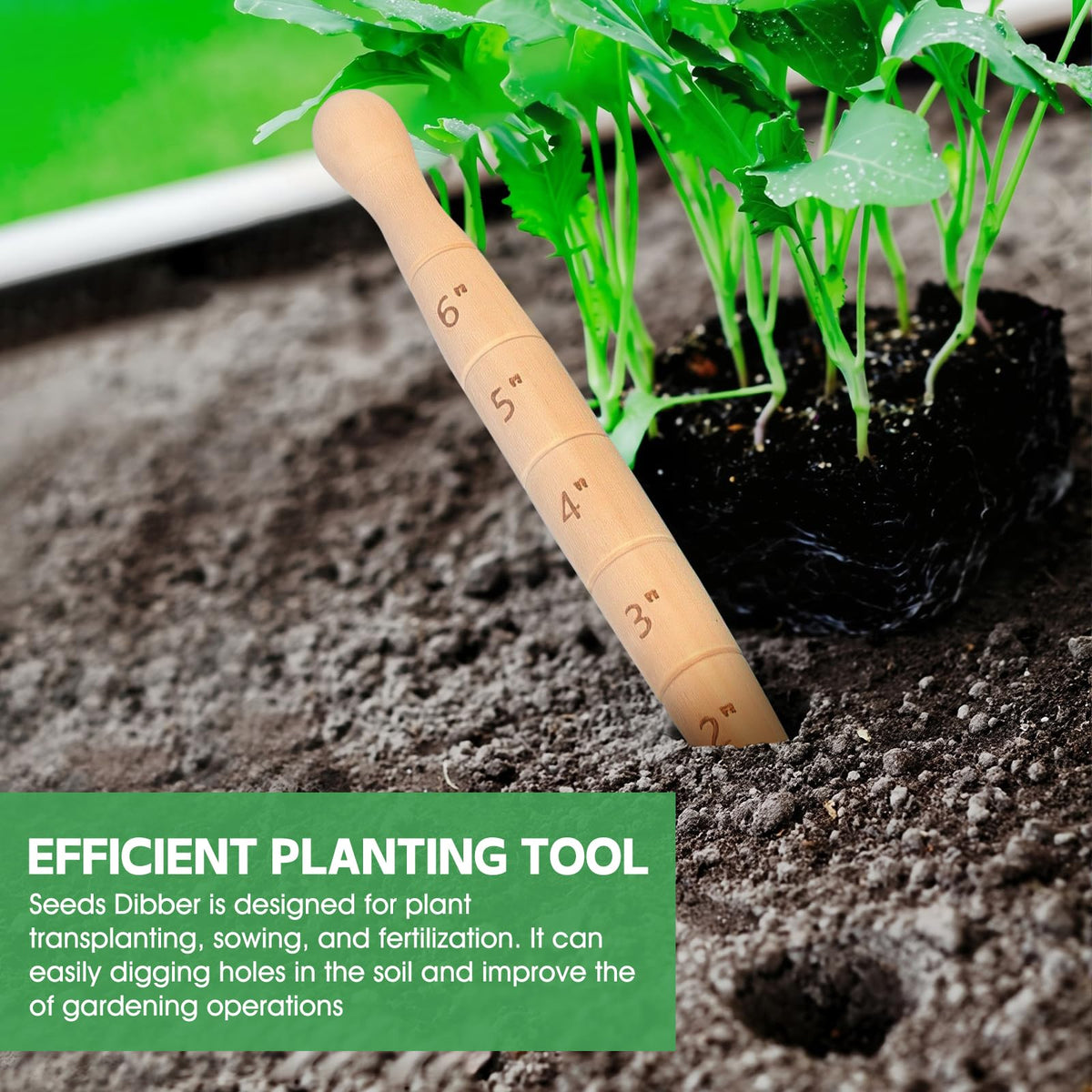 Bothyi wooden dibber digging tool ready for neat seed trenches