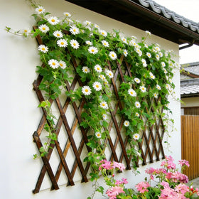 Bounmer garden trellis installation photo demonstrates easy mounting for renters