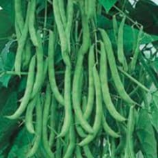 Blue Lake pole bean seeds from Bountiful Seed Pantry ideal for fresh eating, canning, and freezing.