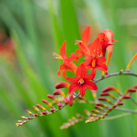 BRECK'S Crocosmia foliage forms sword-like leaves with blooms reaching 24 inches tall.