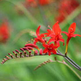 BRECK'S Fire King Crocosmia blooms show orange to red tubular flowers for dramatic arrangements.