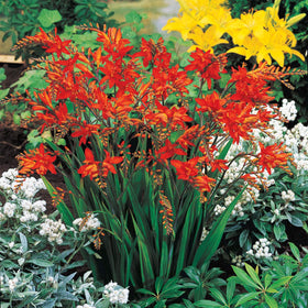 BRECK'S Fire King Crocosmia bulbs pack ready for vibrant summer color in borders.