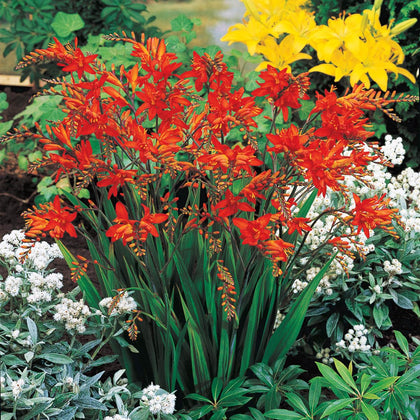 BRECK'S Fire King Crocosmia bulbs pack ready for vibrant summer color in borders.