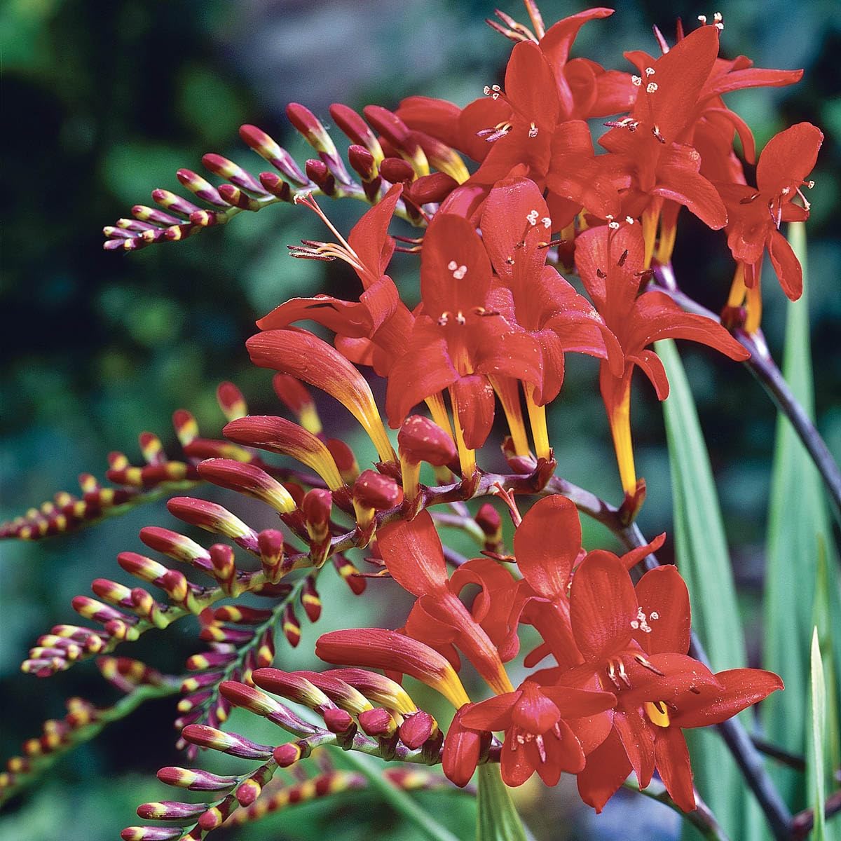 BRECK'S Lucifer Red Crocosmia bloom close-up for vibrant border color
