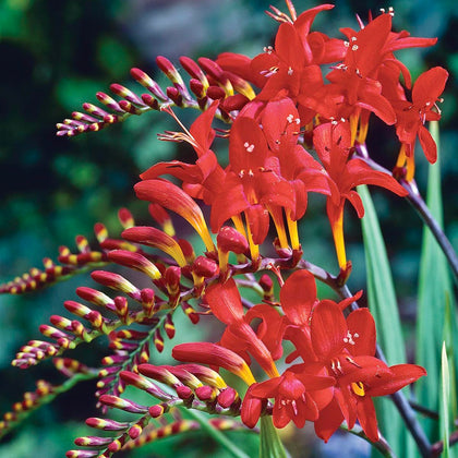 BRECK'S Lucifer Red Crocosmia bloom close-up for vibrant border color