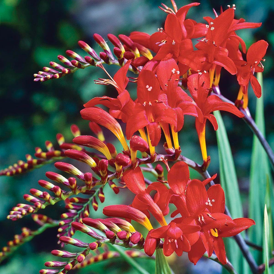 BRECK'S Lucifer Red Crocosmia bloom close-up for vibrant border color