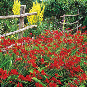BRECK'S Lucifer Red Crocosmia planted along sunny border for late-summer color