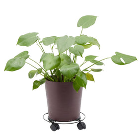 Bright Creations plant stand wheels provide a stable base with smooth movement