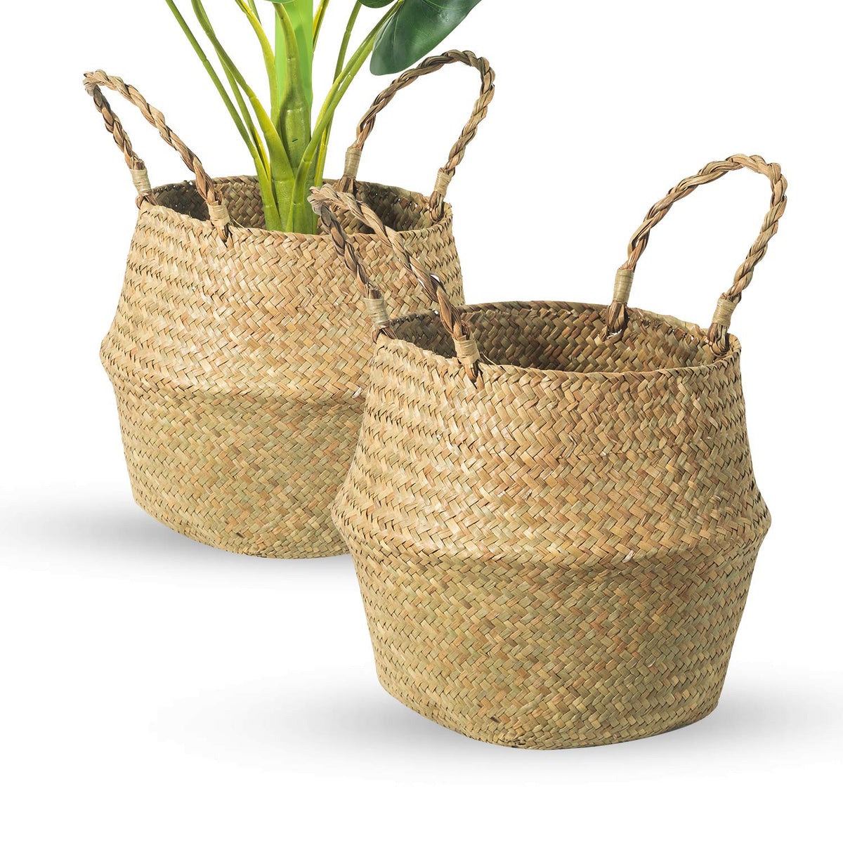 BrilliantJo Seagrass Belly Basket used as a plant pot holder with warm natural texture.