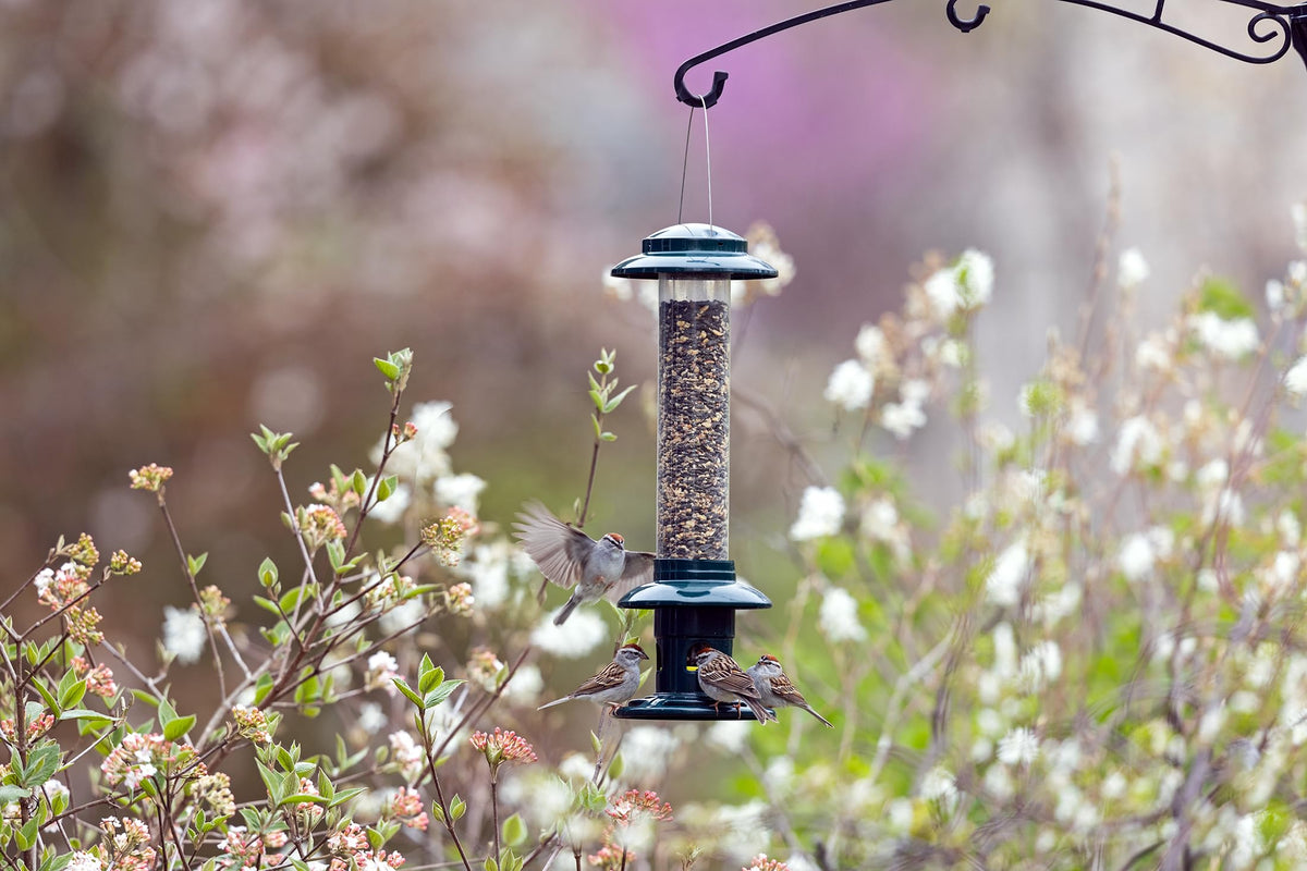 Brome Squirrel Buster Evolution features double cardinal ring for comfy perching.