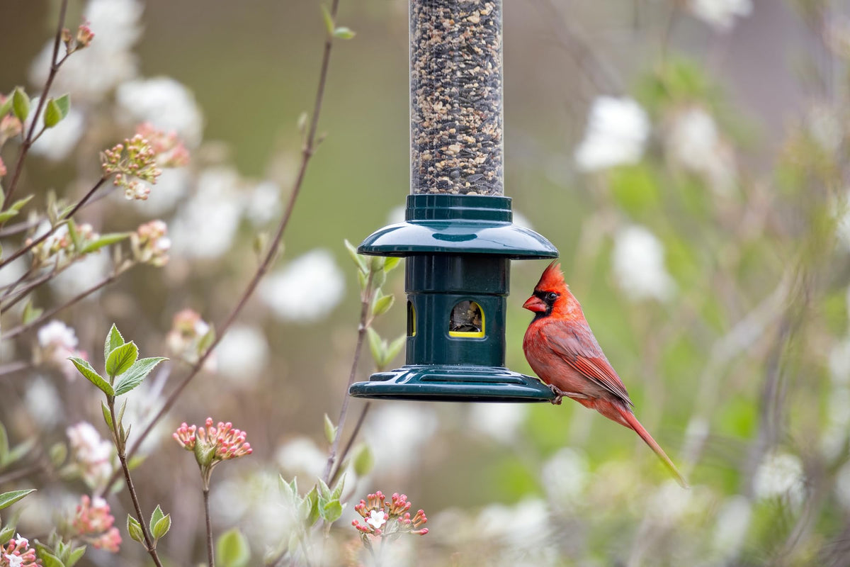 Brome Squirrel Buster Evolution seed-ventilation system keeps seed fresh and birds attracted.