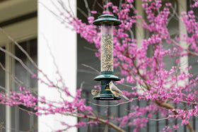 Brome Squirrel Buster Evolution tool-free design for easy cleaning and assembly.