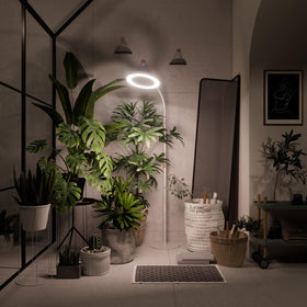 Indoor plants thriving under Bseah light for a healthy home garden
