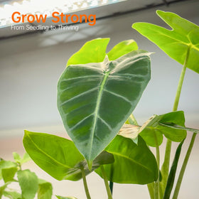 Bstrip 59-inch plant stand setup supports tropical varieties in winter
