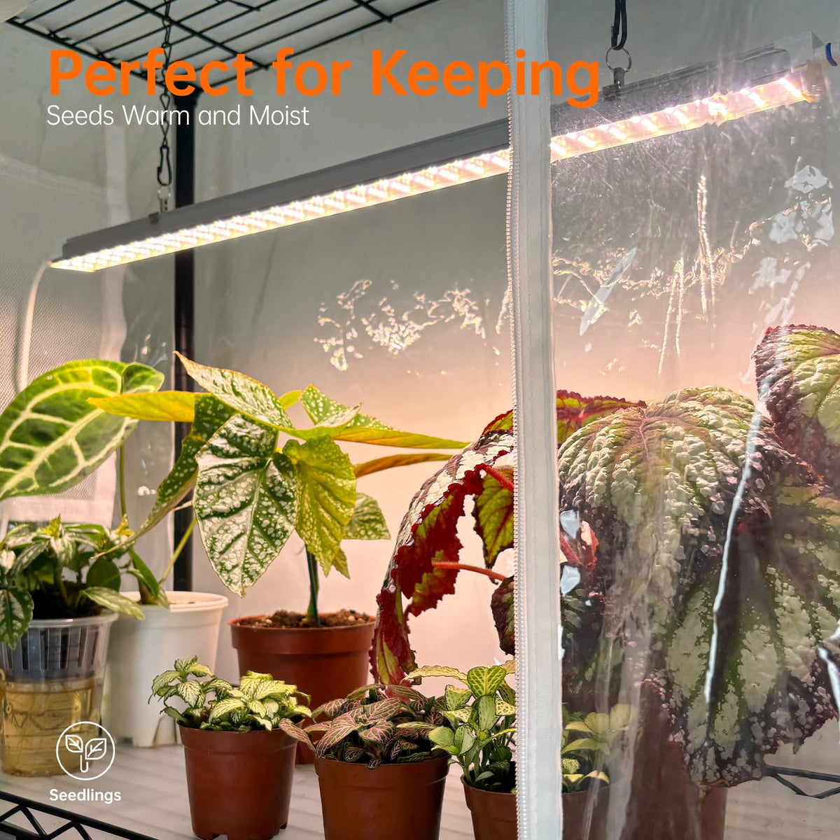 Bstrip EVA tent cover durability and high light transmission noted.