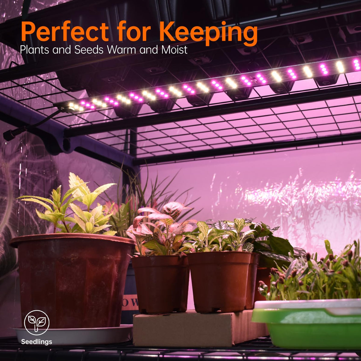 Bstrip 60W dimmable grow light provides full spectrum for healthy indoor growth.