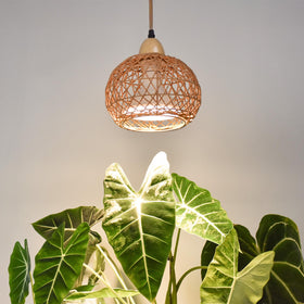 Bstrip hanging grow light assembly over indoor plants for year-round growth.