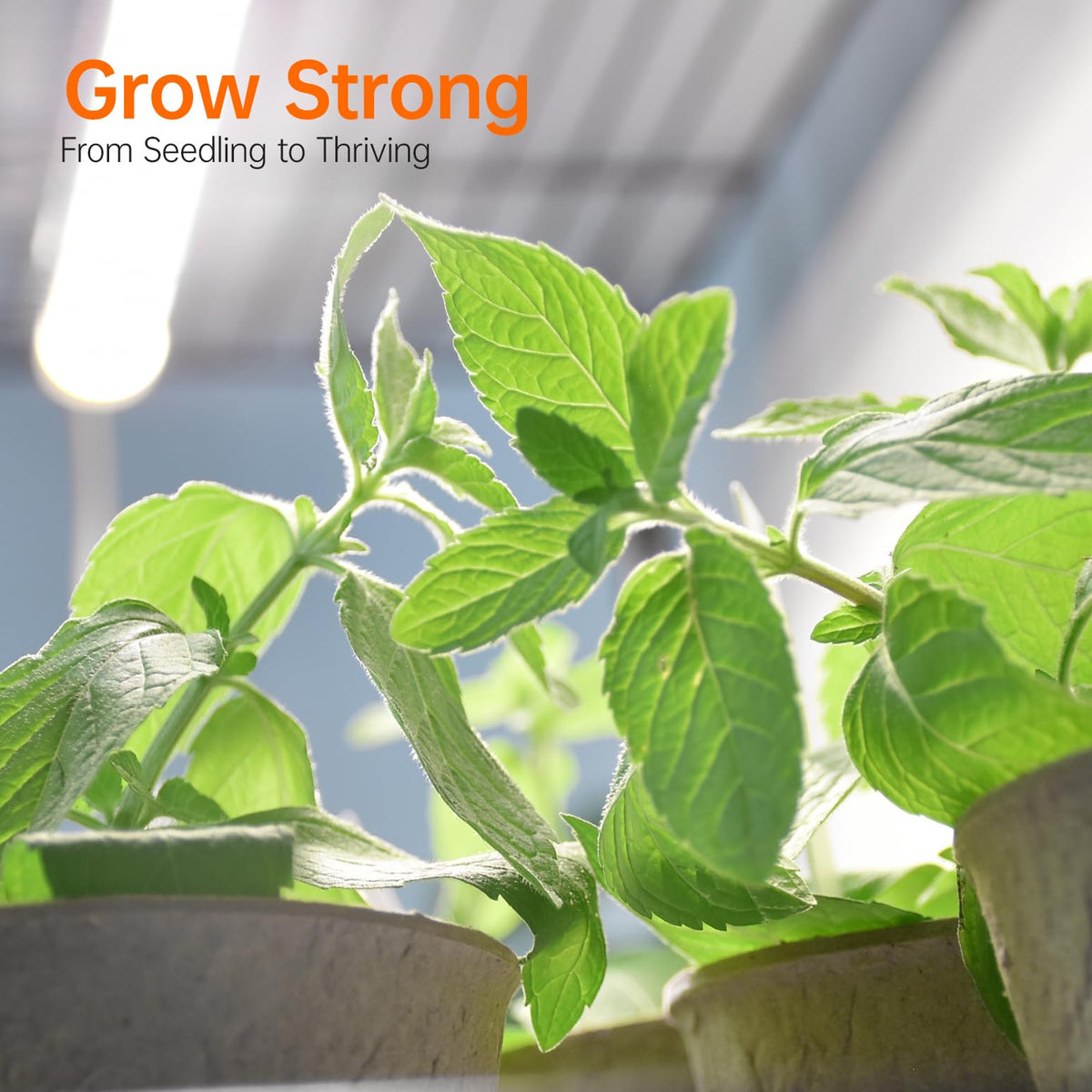 Bstrip Indoor Greenhouse four 20W full-spectrum grow lights in use.