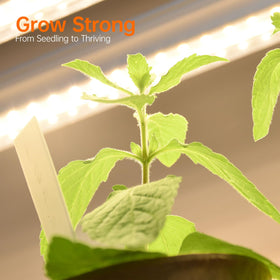 Bstrip waterproof pads protect lights during watering and keep the display neat.