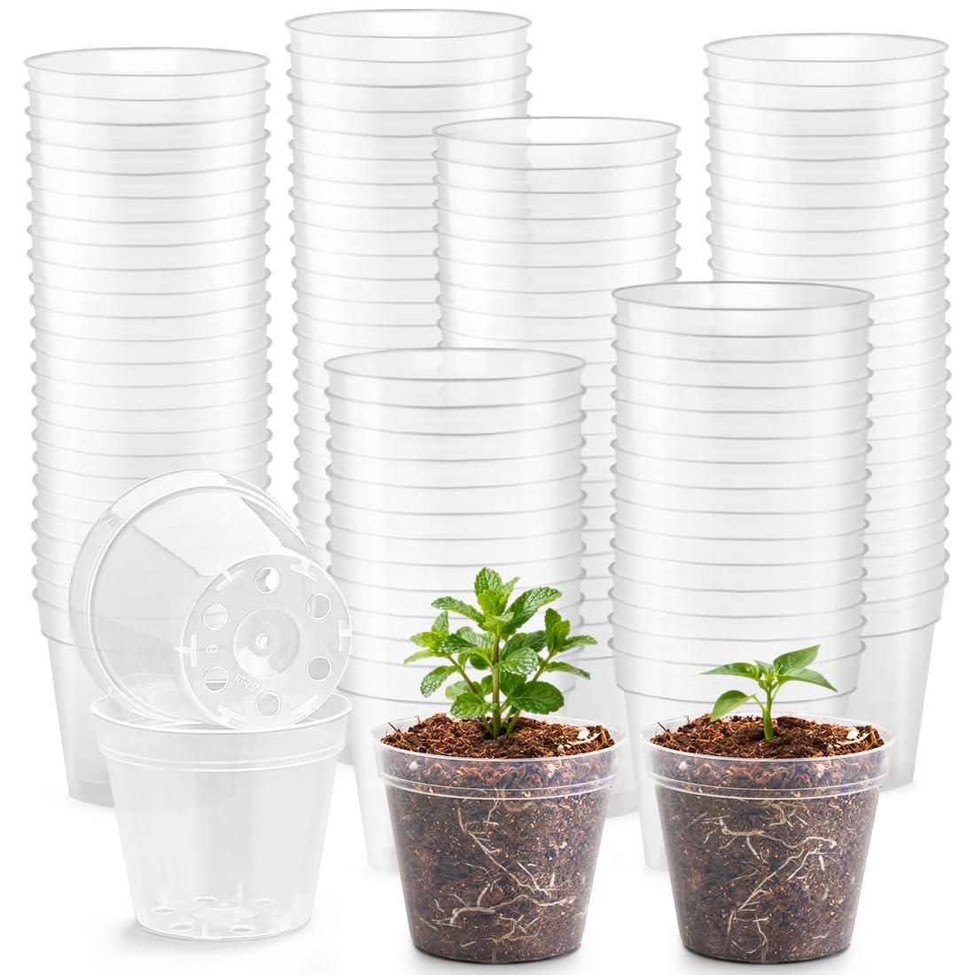 BTPLASTIK 2.5 inch clear nursery pot with drainage holes for seed germination and root monitoring