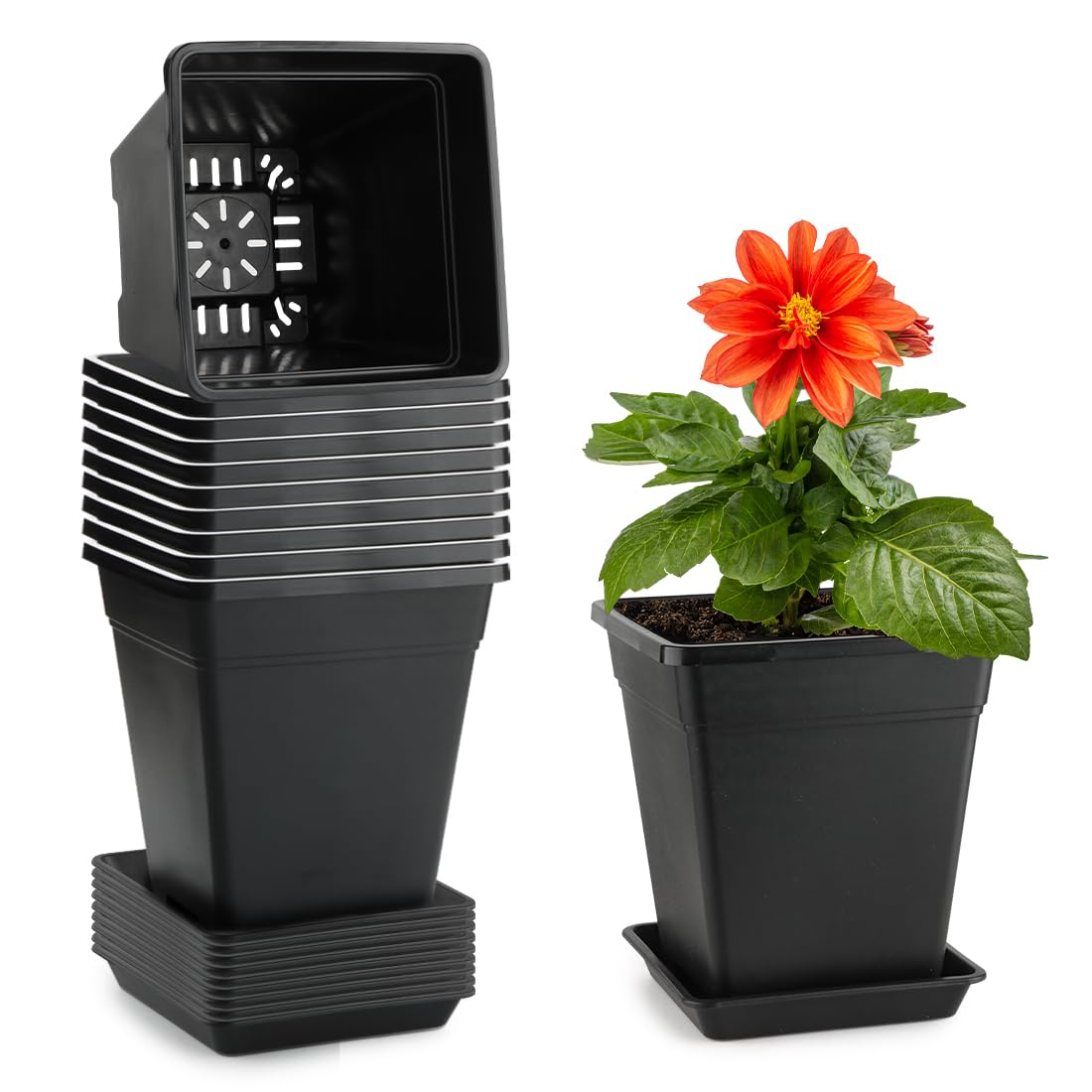 BTPLASTIK 6-inch square pot with drainage holes for healthy roots.