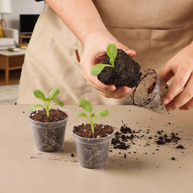 BTPLASTIK clear seedling pot helps observe root growth and soil moisture