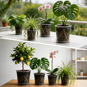 BTPLASTIK 5-pack nursery pots for seedlings.