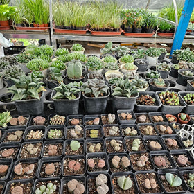 BTPLASTIK plastic seedling pots with drain holes ready for transplanting.