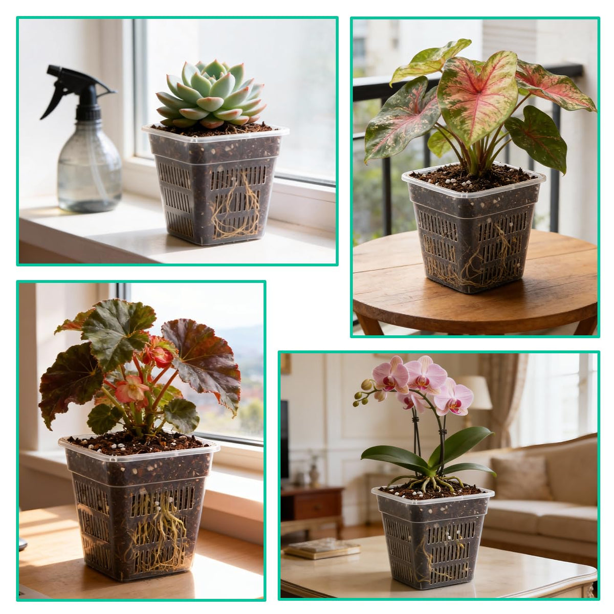 BTPLASTIK transparent root observation pot for light-directed growth