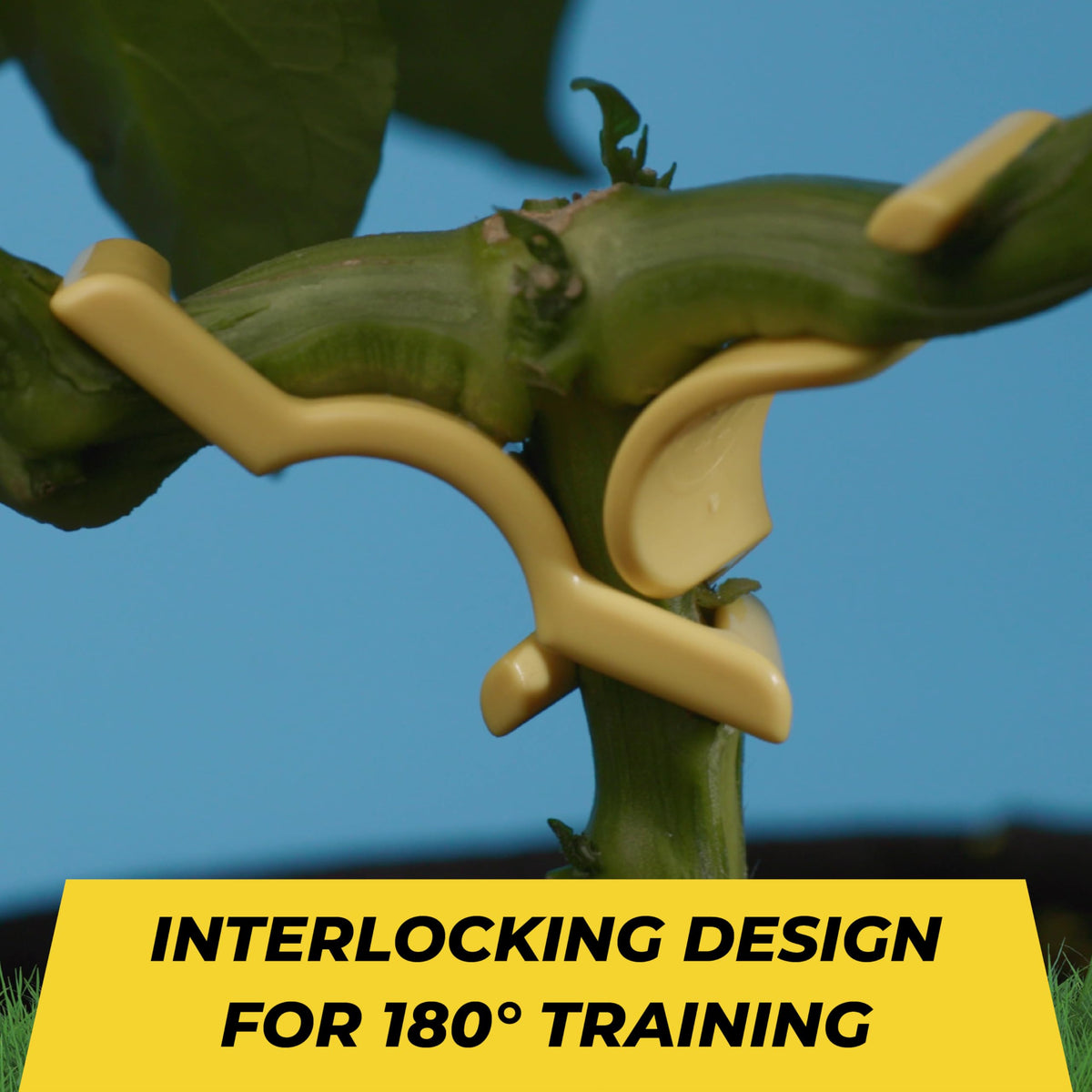 BudTrainer BudClips are easy to use, training up to 20 branches quickly