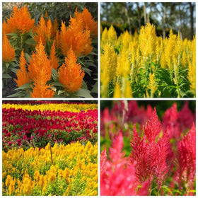 BuggyBeds 100 Plumed Celosia seeds in seed pack give vibrant color to sunny borders.