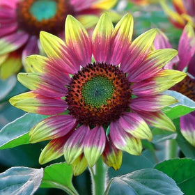 BuggyBeds garden-ready seeds for cut arrangements and wildlife-friendly borders.