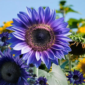BuggyBeds drought-tolerant sunflowers provide lasting bloom and habitat for pollinators.