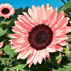 BuggyBeds 100 mixed sunflower seeds with burgundy pink blooms for vibrant containers.