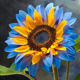 BuggyBeds rare multi-color sunflowers add dramatic height and seasonal interest for borders.